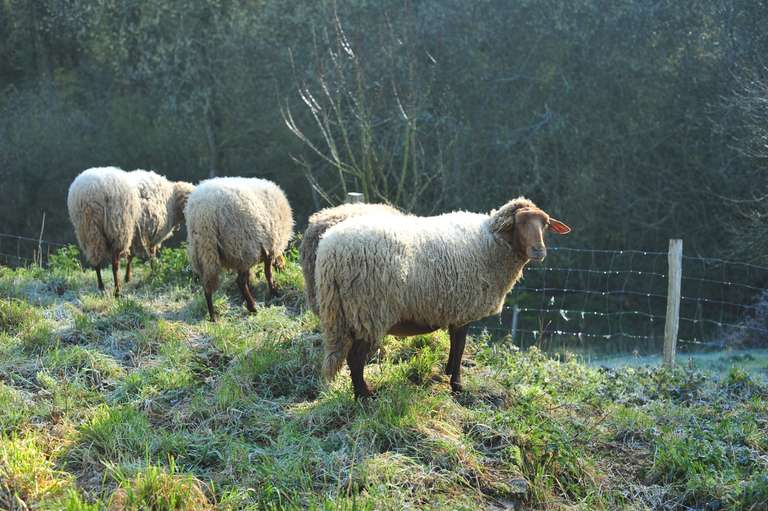 Nos brebis Solognotes chargées de tondre les prairies