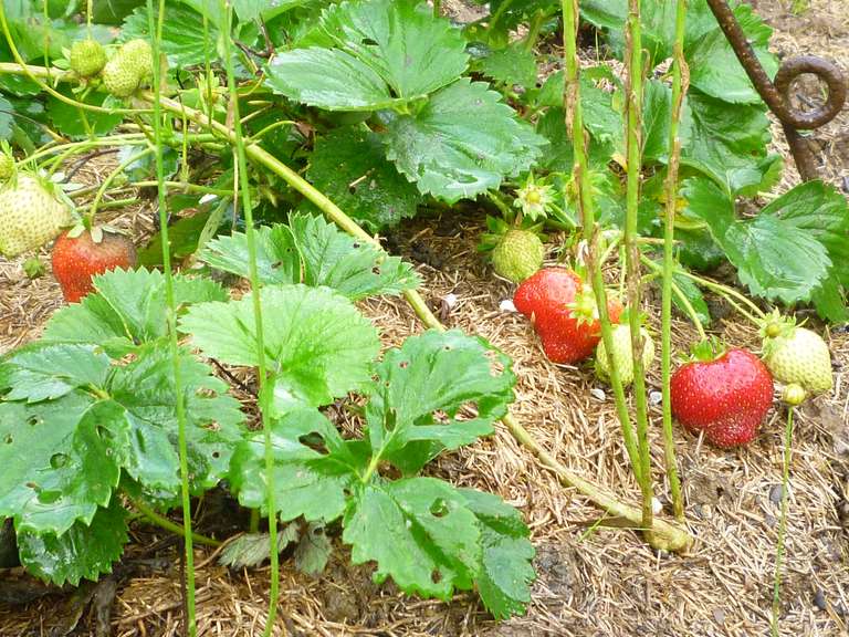 Les fraises de plein champ