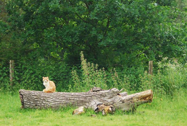 A cat in the pasture of sheeps