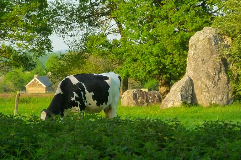 Une vache pâture entre les menhirs de Lampouy